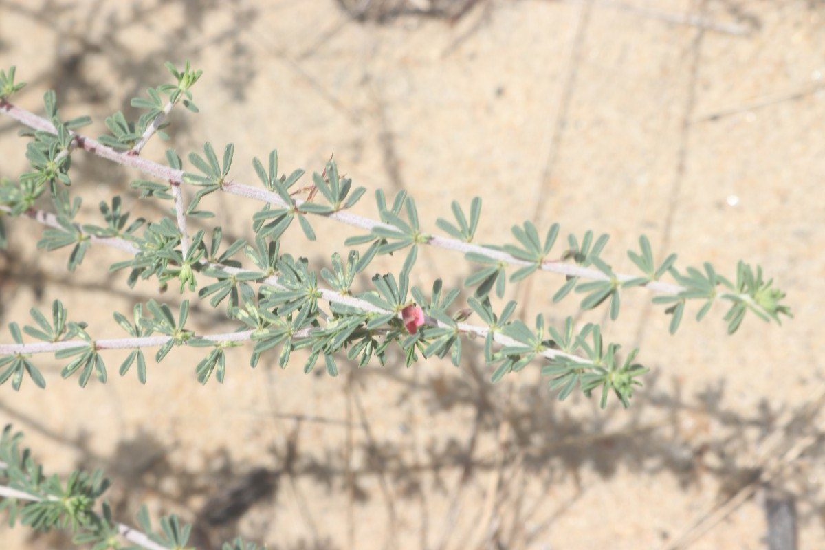 Indigofera aspalathoides Vahl ex DC.